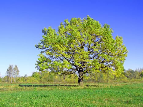 green oak