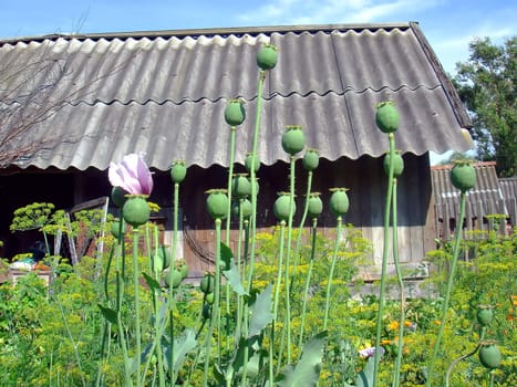 poppy