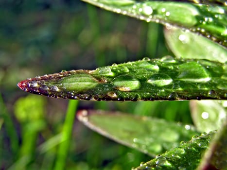 dripped rain on sheet