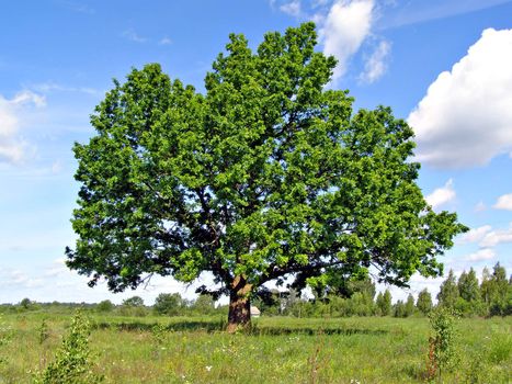 big oak on field