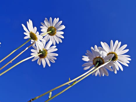 flowerses of the daisywheel on turn blue background