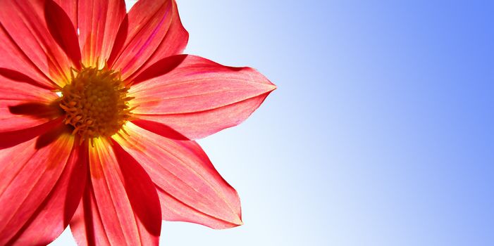 picture postcard with flower of the dahlia on white background