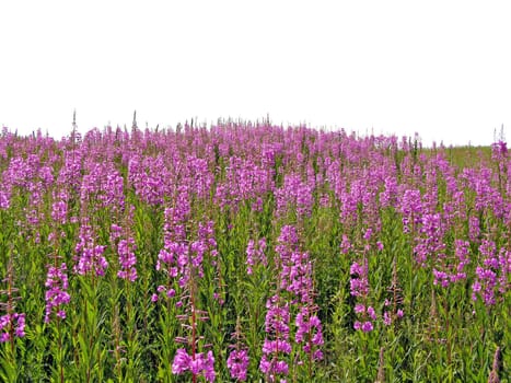 lilac flowerses on field