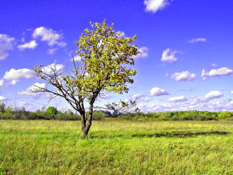 big oak on field