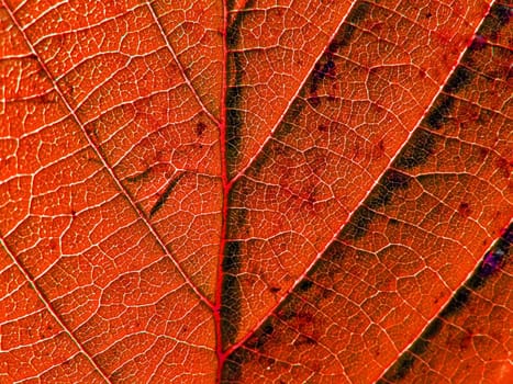 texture of the wood sheet