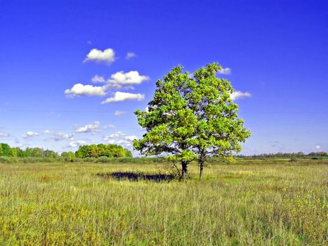 big oak on field