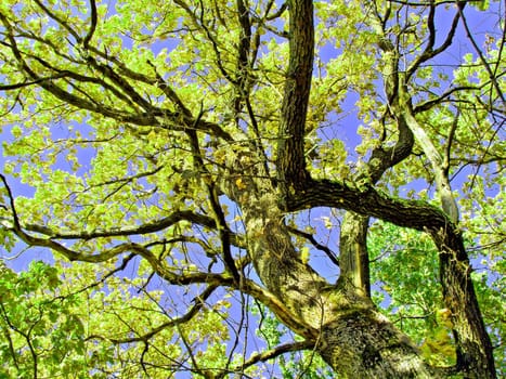 sheet of the old oak