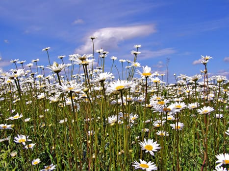 daisywheels on field