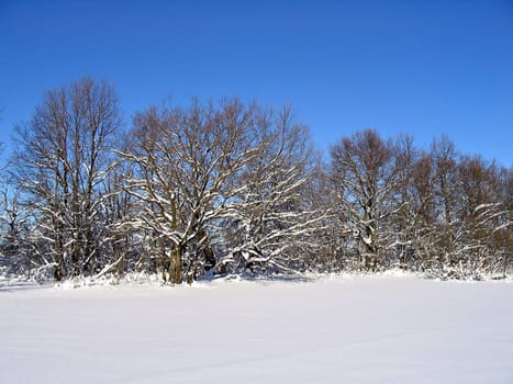 winter wood after snowstorm