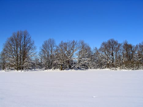 winter wood after snowstorm