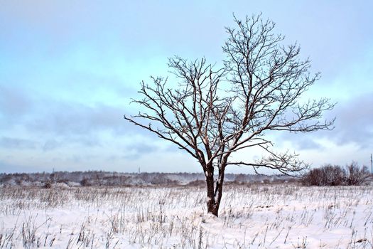 small oak on winter field
