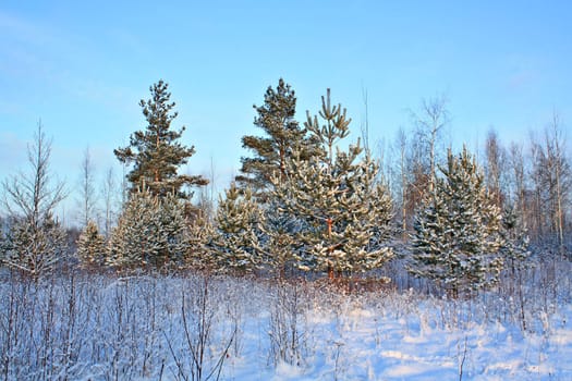 pine in snow