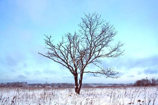 solitary oak on field