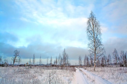 birches on field
