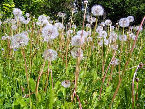 dandelions on field