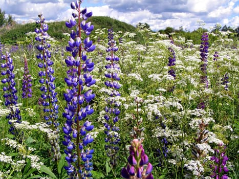 lupines on field