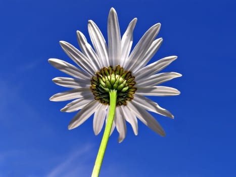 flower daisywheel on background blue sky