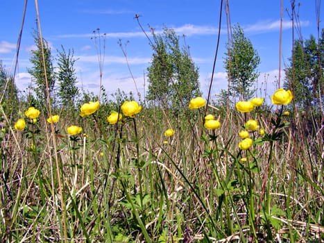 yellow flower on celestial background