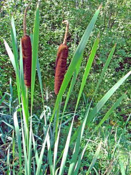 bulrush