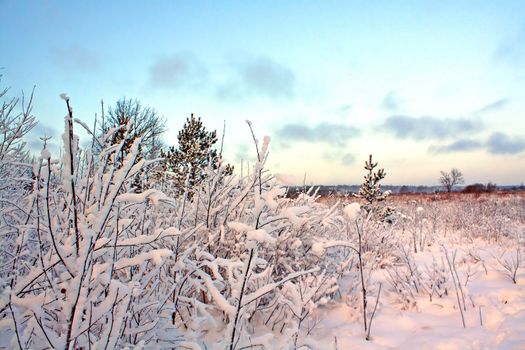tree in snow