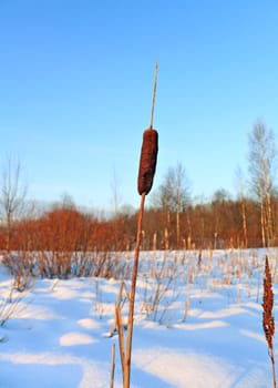 bulrush amongst snow