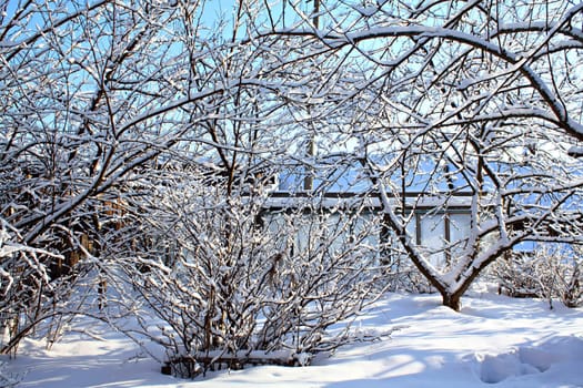 winter garden