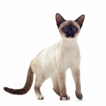 beautiful purebred siamese kitten in front of white background