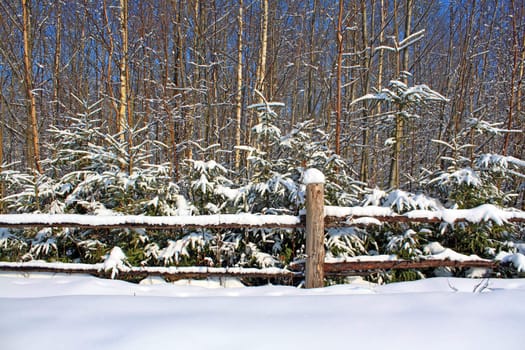 old fence