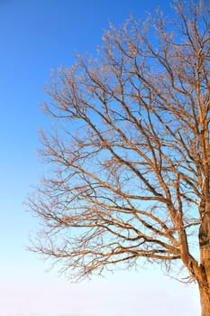 branches of the oak on background blue sky
