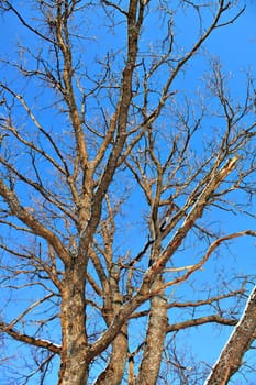 branches of the oak on background blue sky