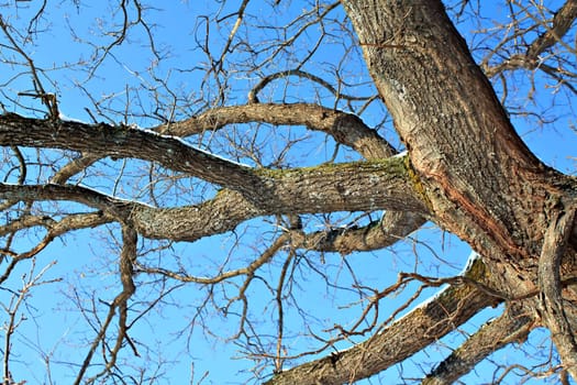 branches of the oak on background blue sky