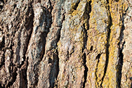 cortex tree