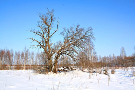 old oak on field