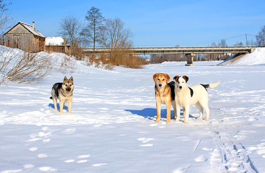 stray dogs on ice river