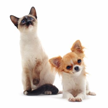 portrait of a cute purebred  puppy chihuahua and siamese kitten in front of white background