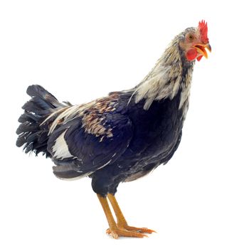 A small bantam rooster hen upright on a white background and cakle