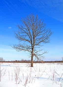 small oak on field