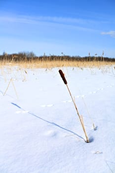 bulrush amongst snow