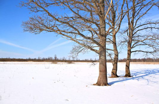 oak on winter field