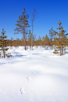 trace sable on snow