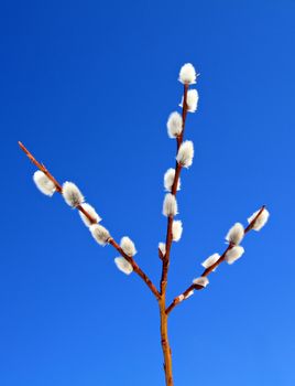 bud tree
