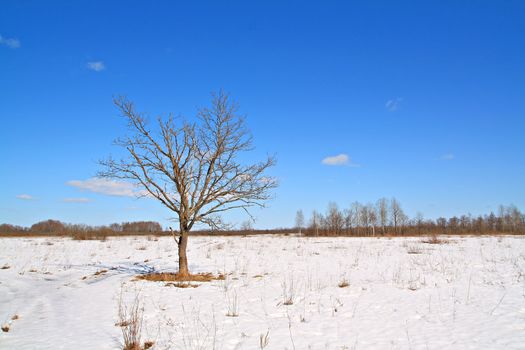 oak on winter field