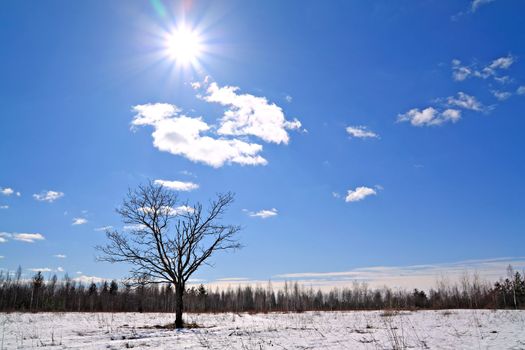 oak on winter field