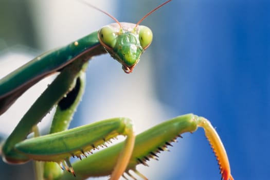 Close-up of Mantis face /head and fangs.