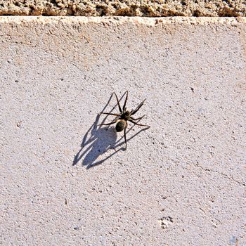 spider on wall