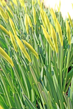young narcissuses