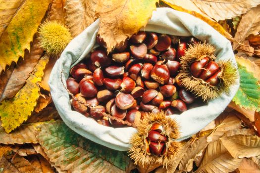 Fall still life: Arrangement of collected chestnuts, chestnut leaves and husks.