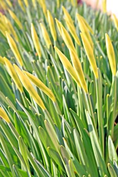 young narcissuses