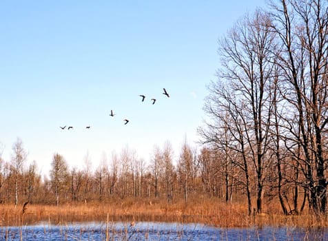 flying ducks on lake
