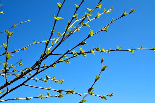 branches tree